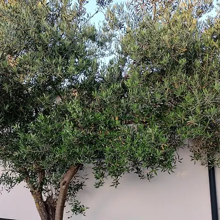 Sunrise Wellbeing Mobile For Mindful, Vegetarian, Active Rest, Just 35 Meters From The Sea *